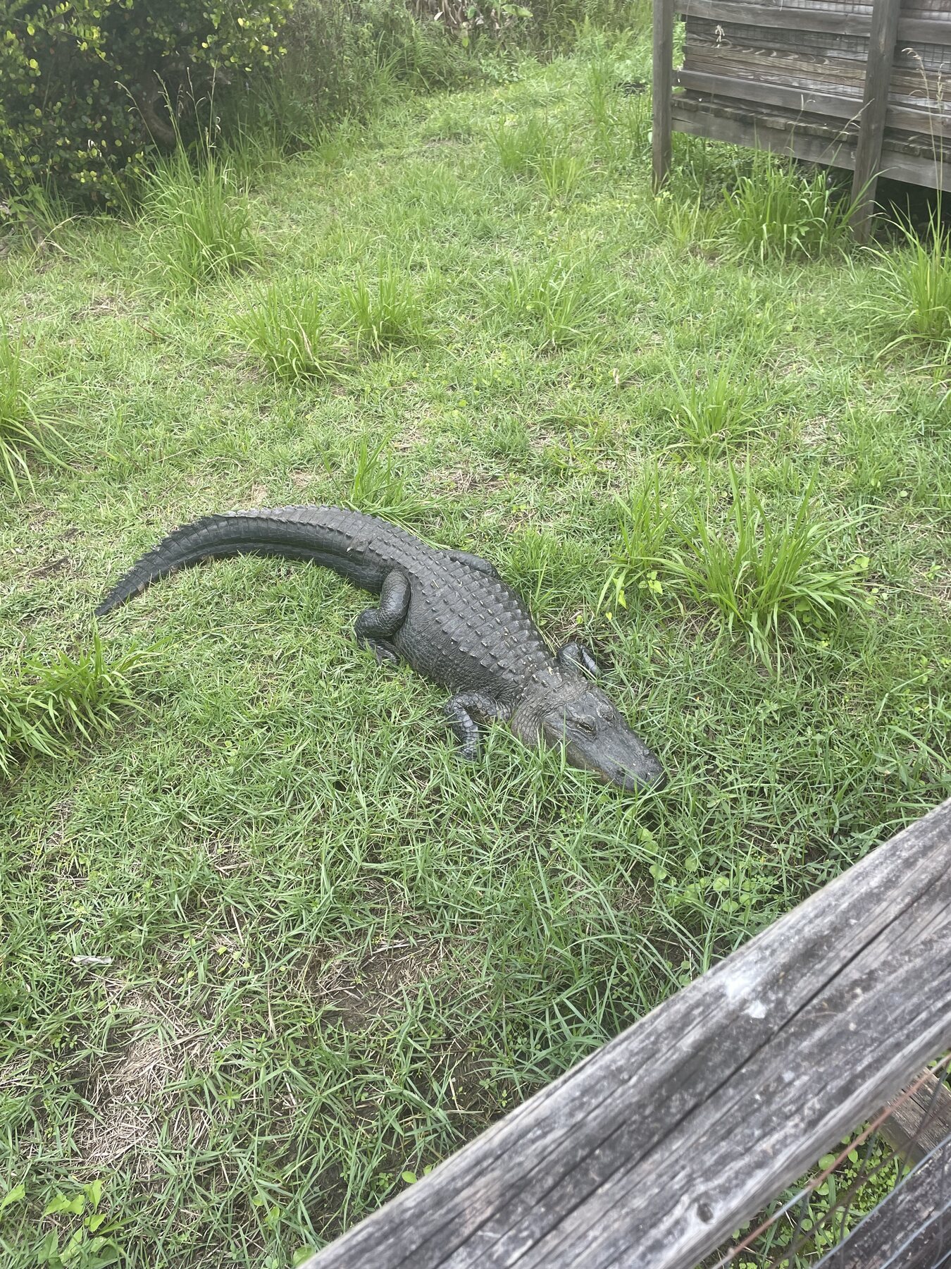 Alligator beside a boardwalk in Everglades National Park