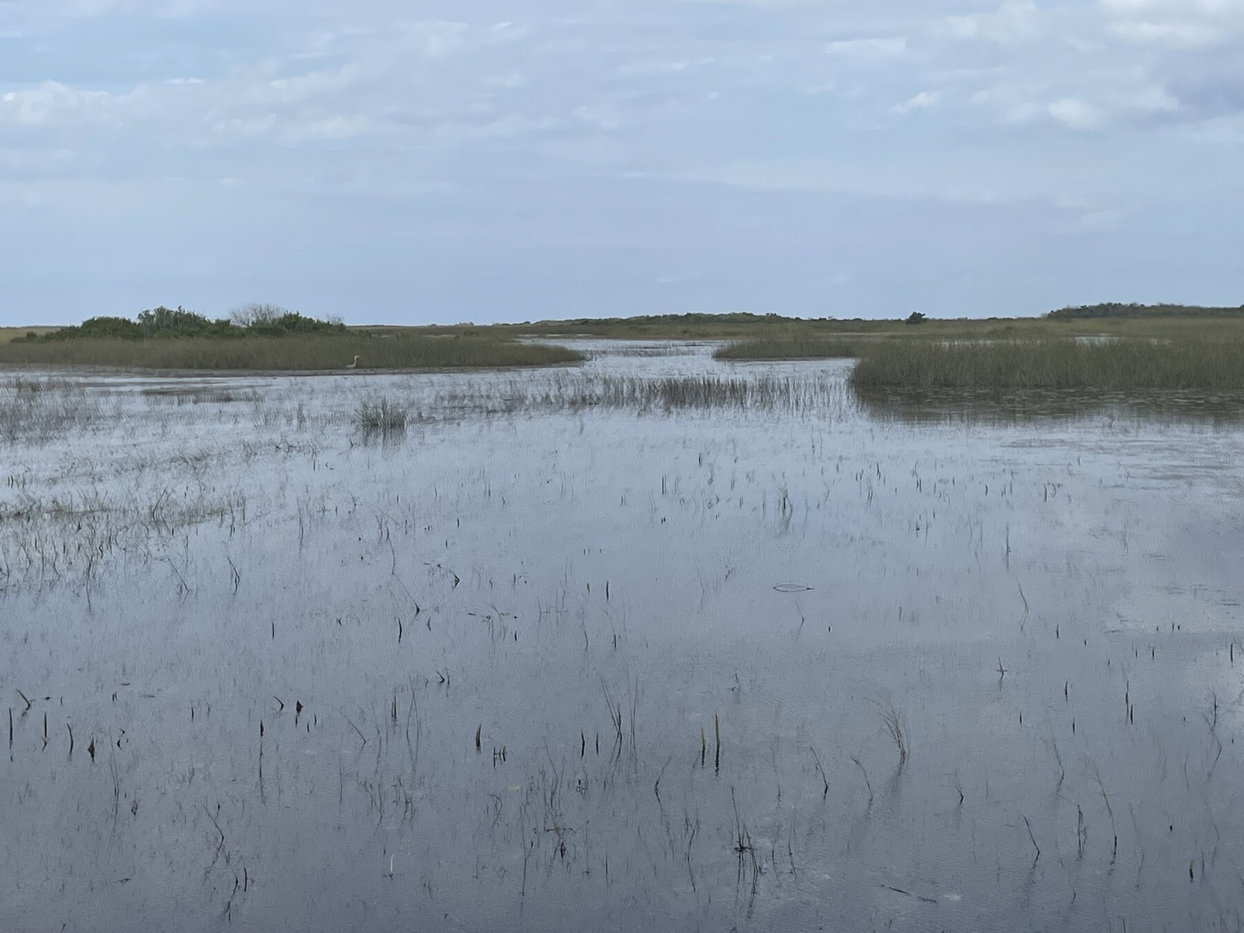 Sawgrass marsh in Everglades National Park