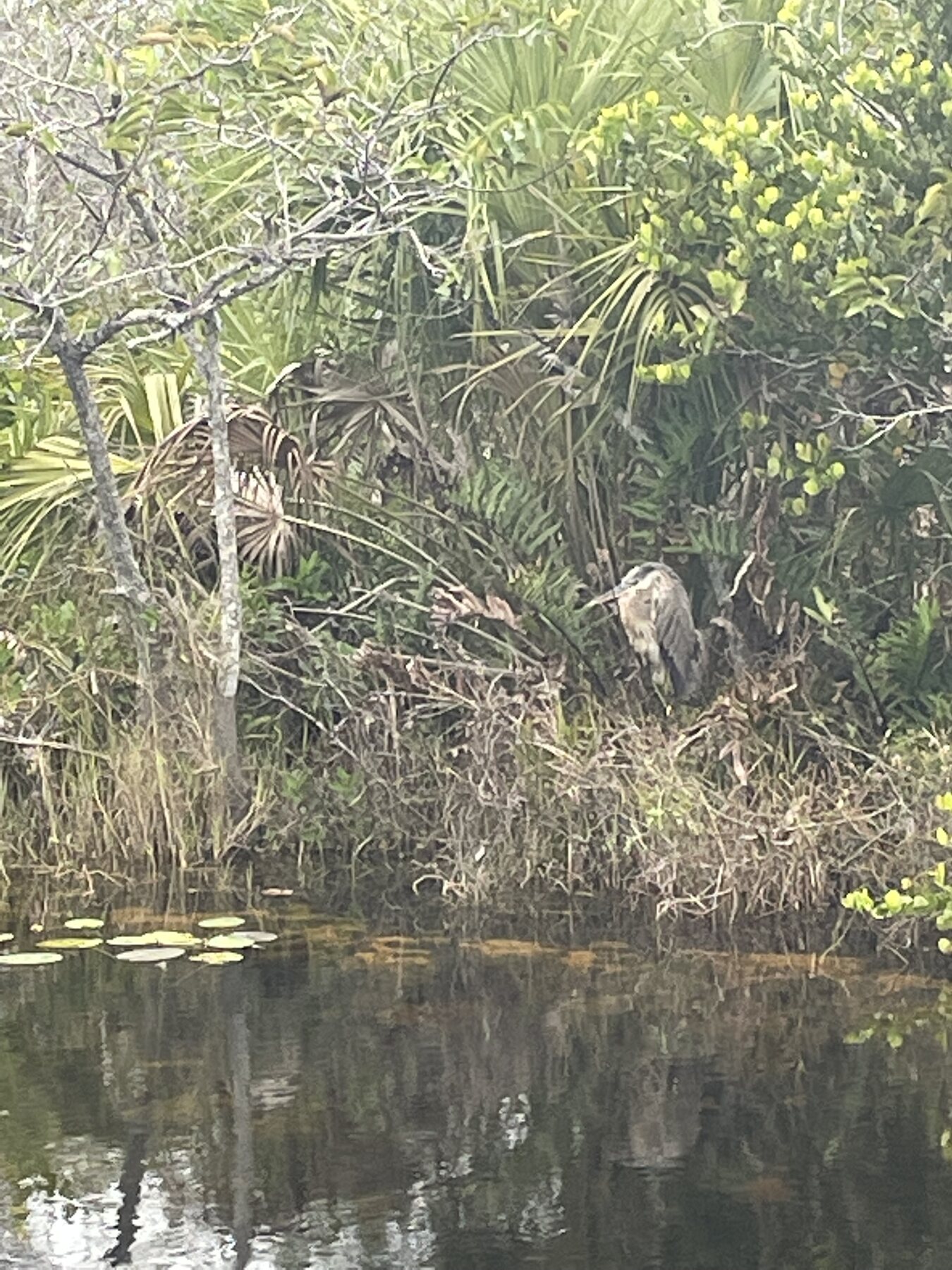 Wildlife beside an Everglades wetland