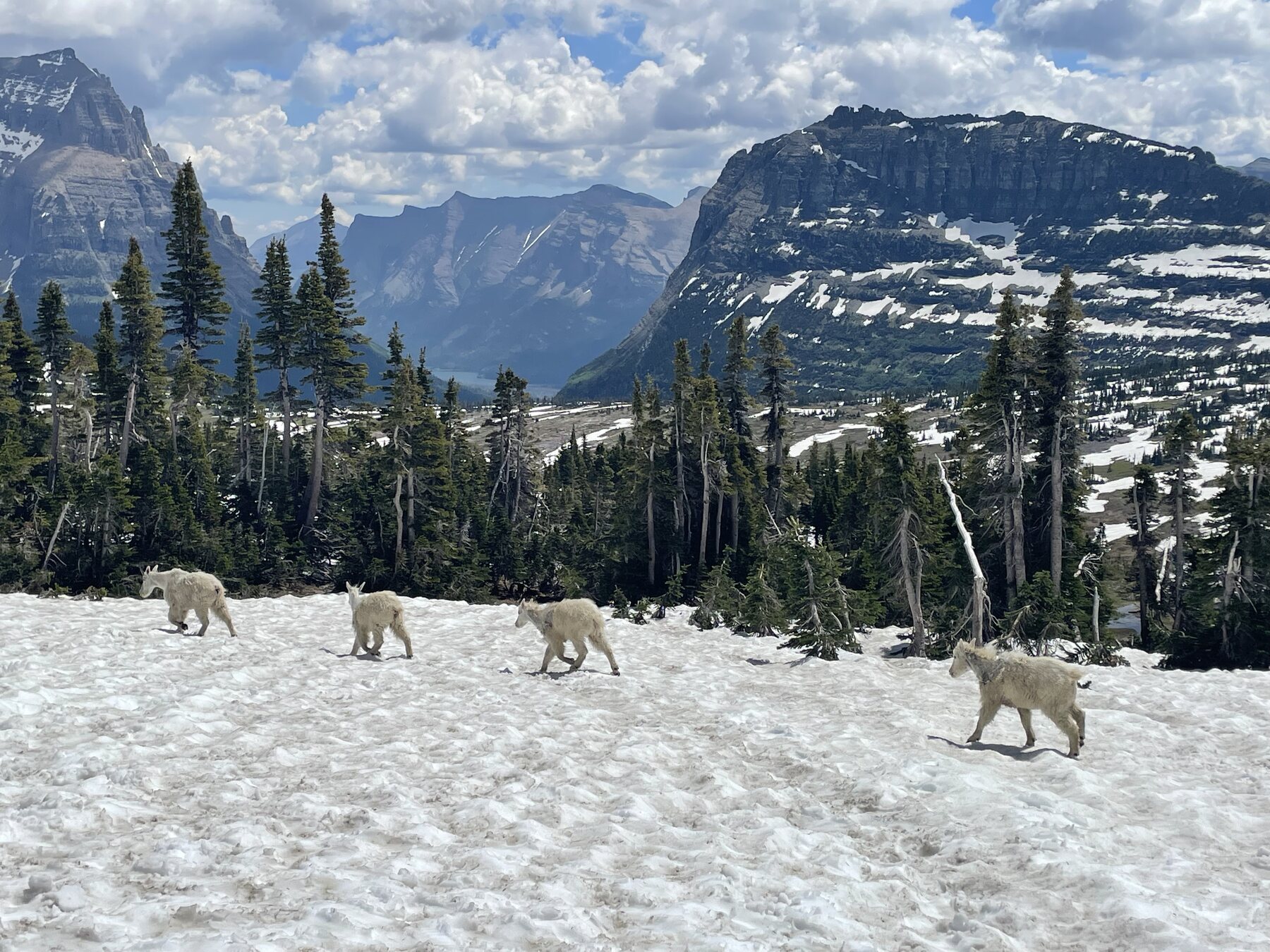 High country in Glacier National Park