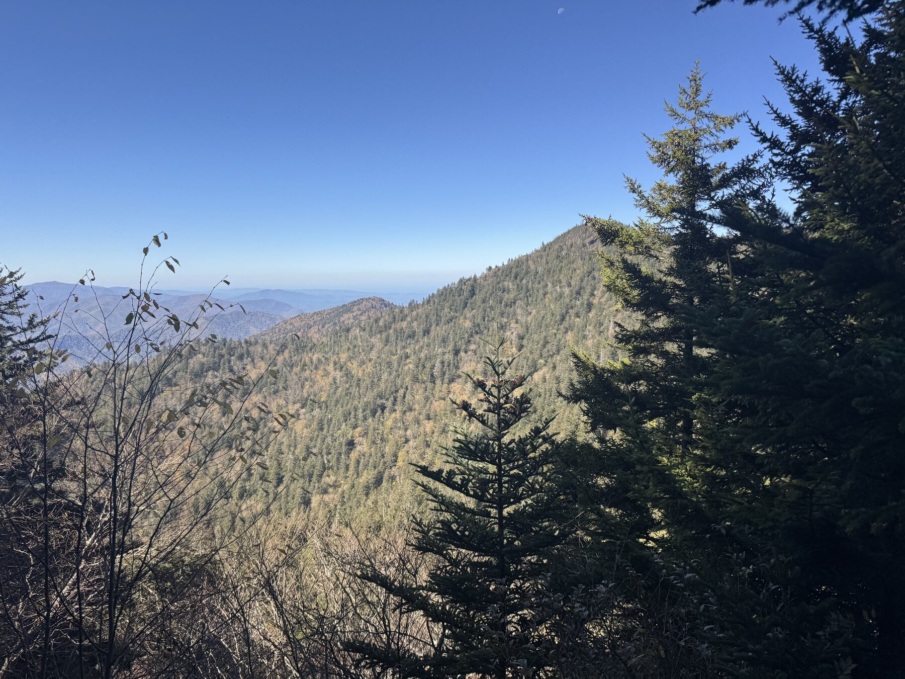 Forested overlook in Great Smoky Mountains National Park