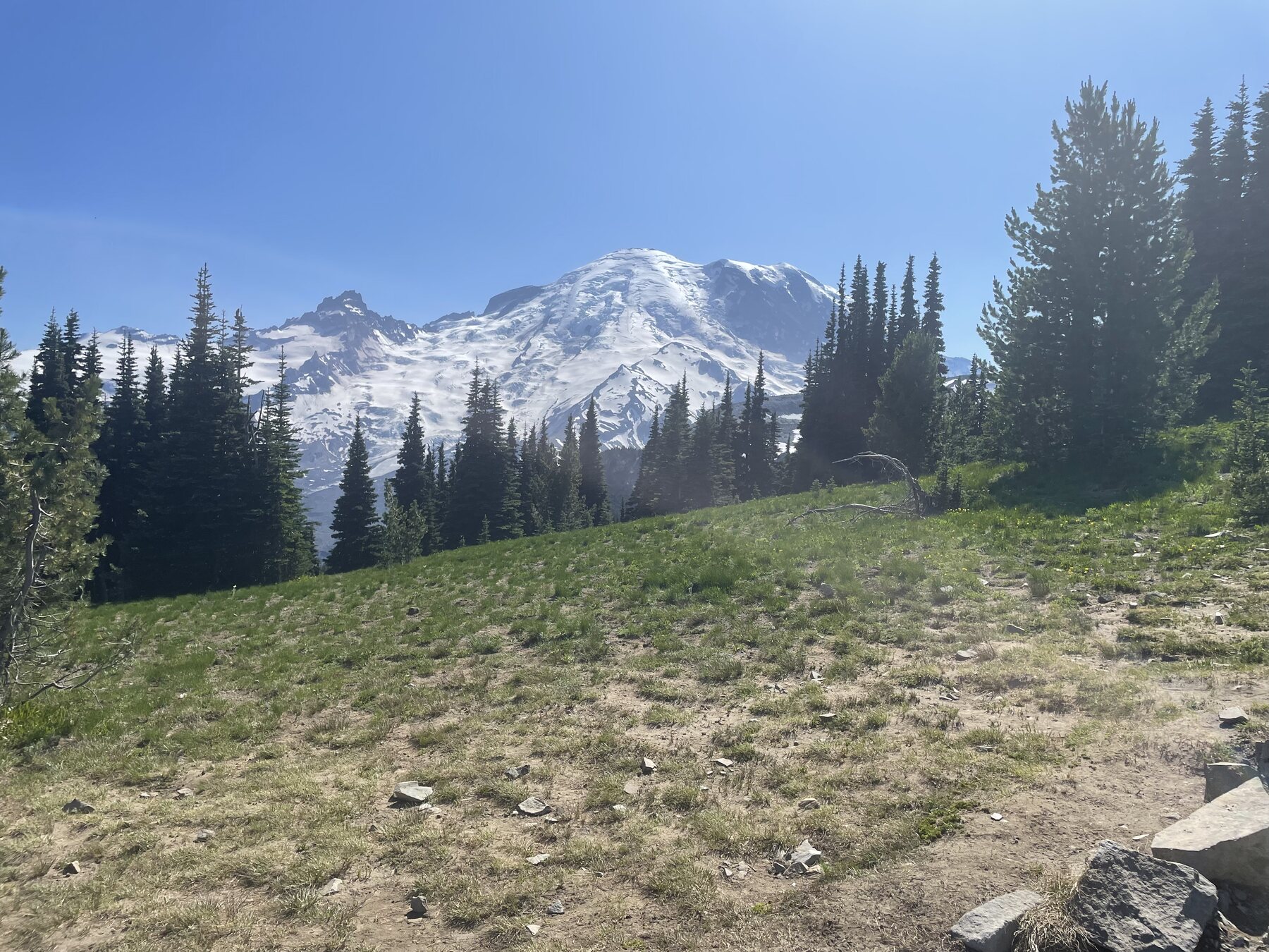 Mount Rainier rising above an alpine meadow