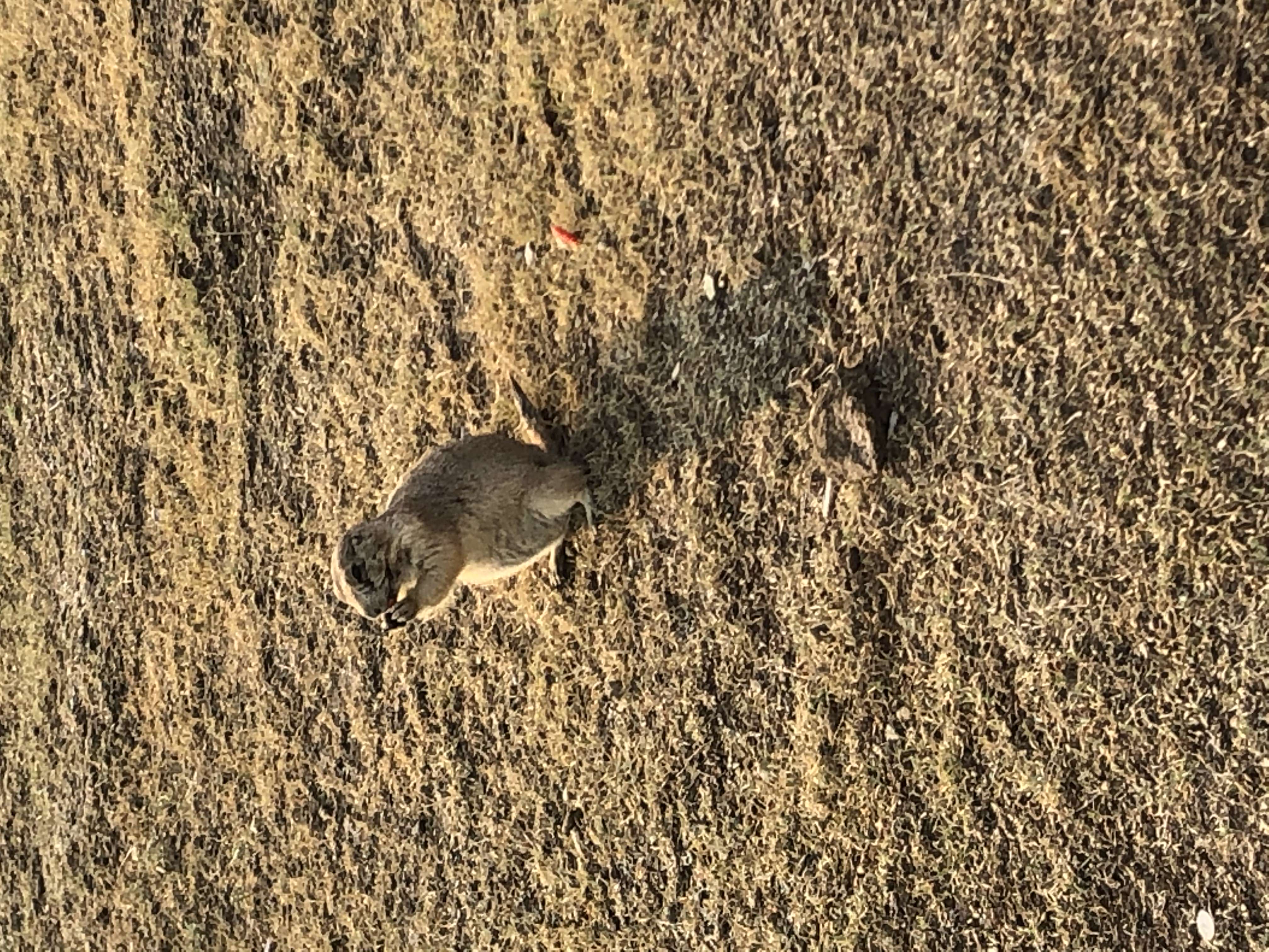 Wildlife at Badlands