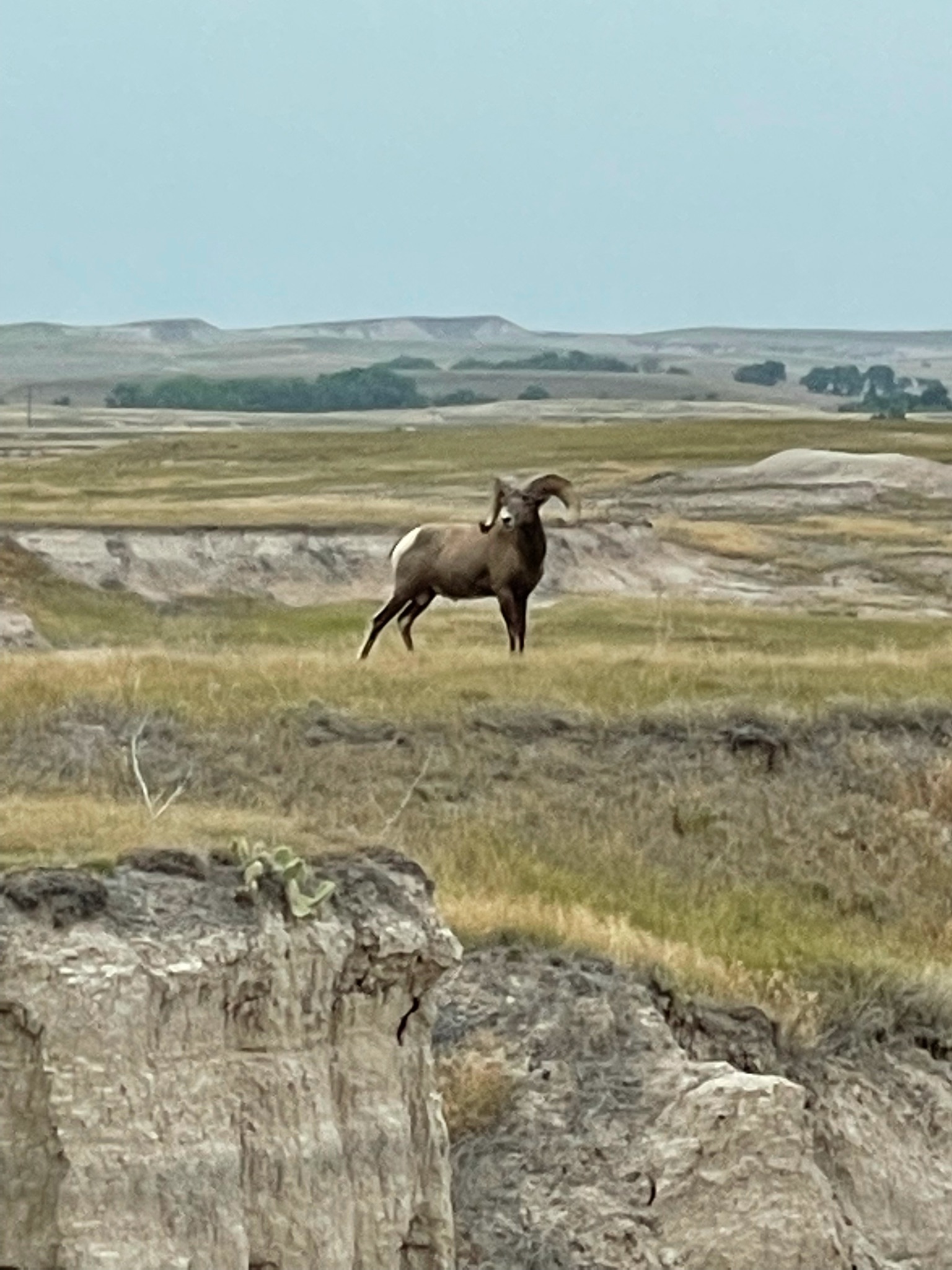 Bighorn sheep at Badlands