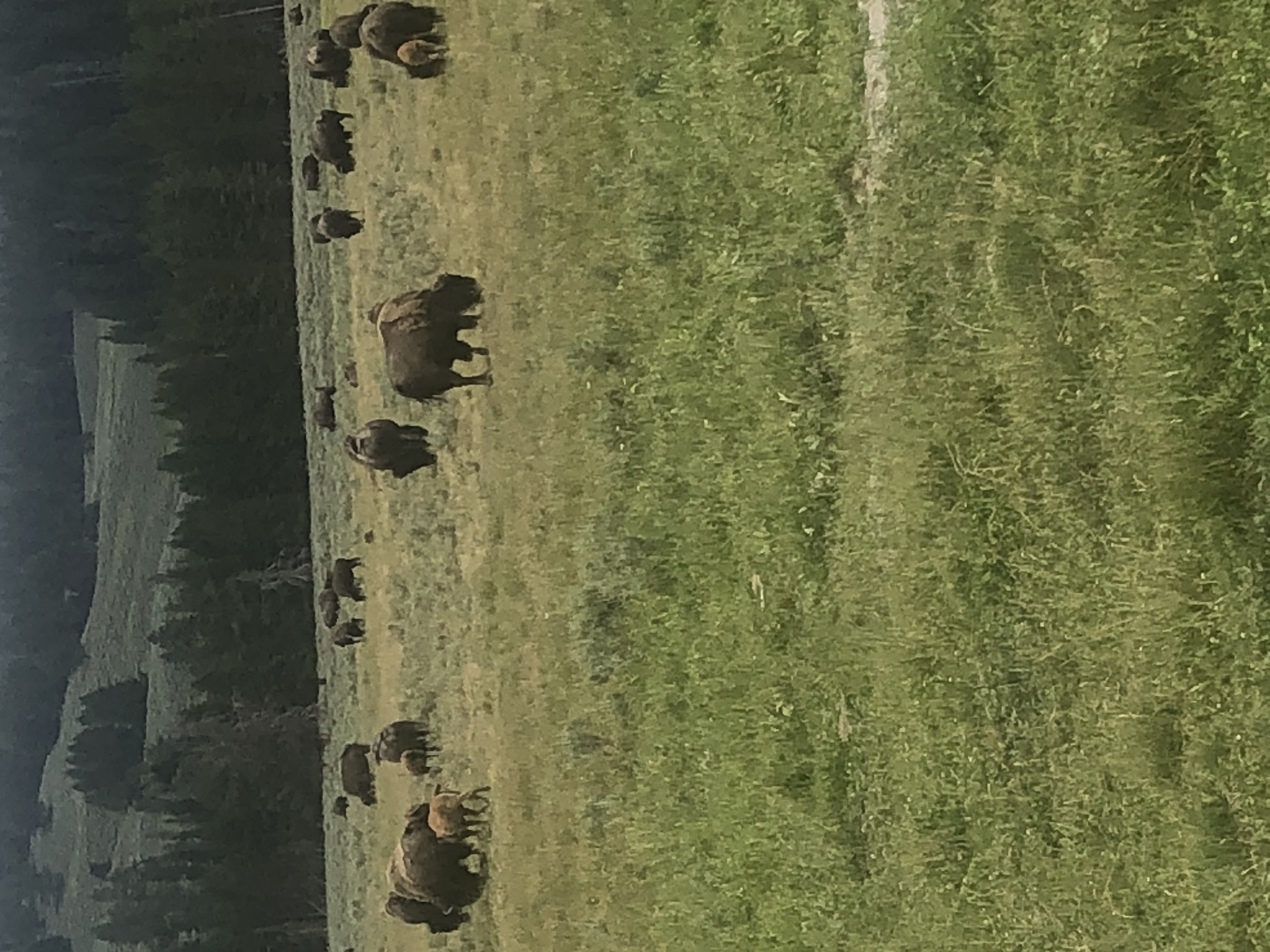 Bison at Yellowstone